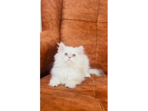 By1133 erkek british longhair