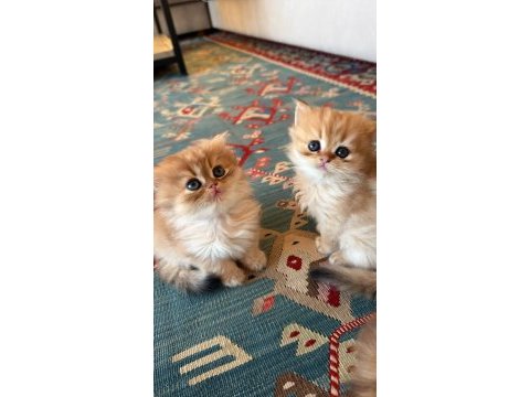 British shorthair ve longhair insan canlısı bebekler