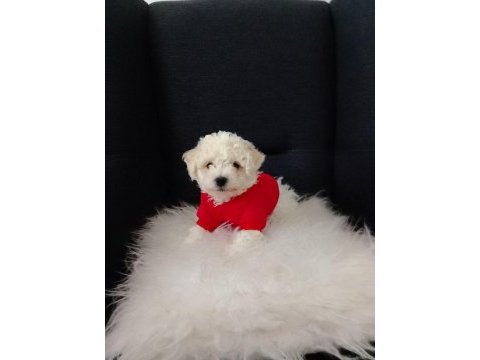 Bichon frise erkek