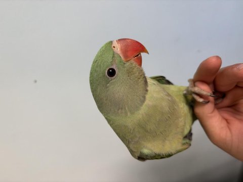 El besleme büyütülmüş sağlıklı erkek alexander