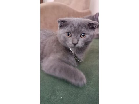 Sahiplendirme scottish fold