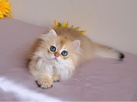 British longhair golden sevimli cana yakın uysal