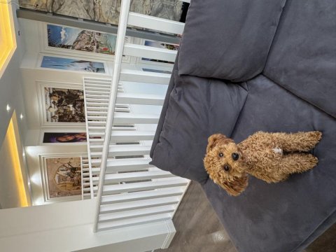 Poodle kızıma eş arıyoruz