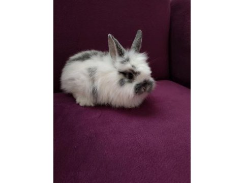 Sevimli bebek tavşanları