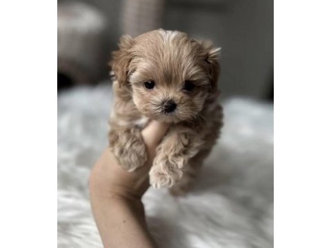 Teacup kore maltipoo yavruları