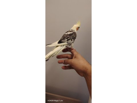 4 aylık ful evcil sultan papağanı