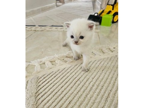 Scottish fold prenses ve prensesim