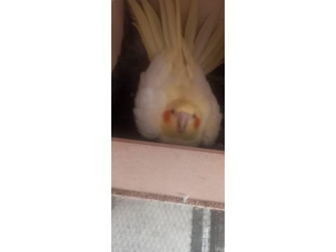 Evcil kuşlar sarı olan dişi kuşumuz