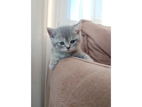 2 tane british shorthair yavrumuz
