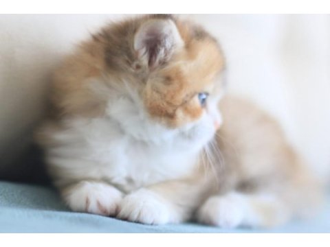 3 aylık british longhair bicolor erkek
