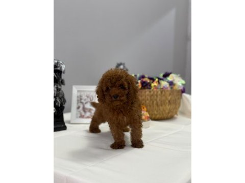 Kore toy poodle yavrular