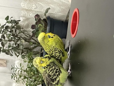 Jumbo garanti takım muhabbet kuşu