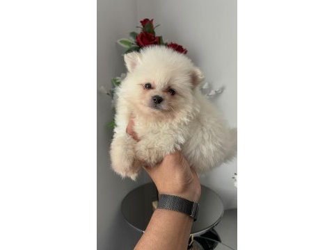 Pomeranian bebek köpekler