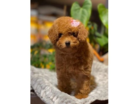 Red brown - dark red- kızıl korean toy poodle