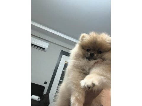 Pomeranian boo oyuncu ve orjinal