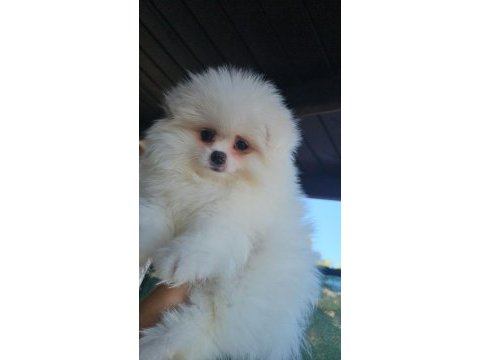 Pomeranian boo ayı surat erkek