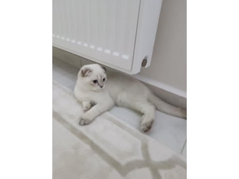 Scottish fold blue point
