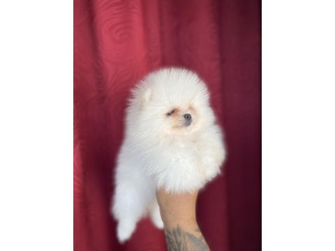 Irk ve sağlık garantili teacup pomeranian
