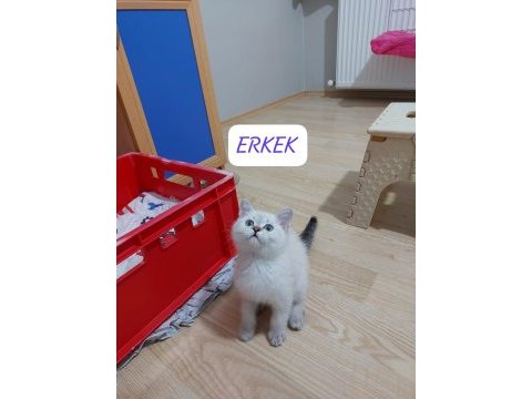 British shorthair paşam hazır