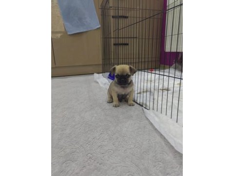 Pug 1 dişi ve 1 erkek