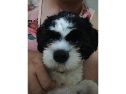 Shih tzu ares
