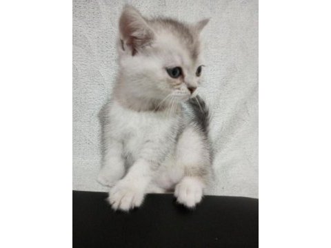 1.5 aylık yavru british shorthair
