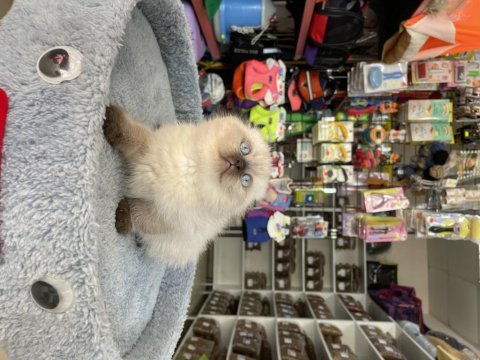 Scottish fold longhair brıtısh shortair