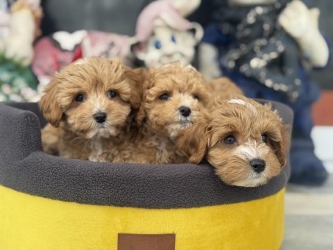 Ankaranın  en seçkin kore maltipoo yavruları