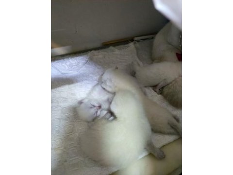 Bebek yavru kedilerimiz
