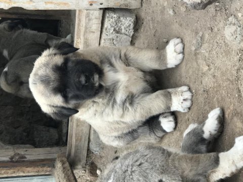 Orjinal has kangal yavruları