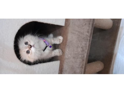 Scottish fold dişi