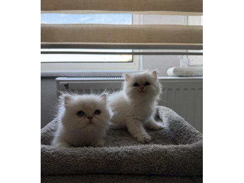 British longhair mavi göz bebekler