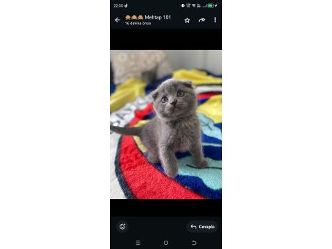 Scottish fold kedisi