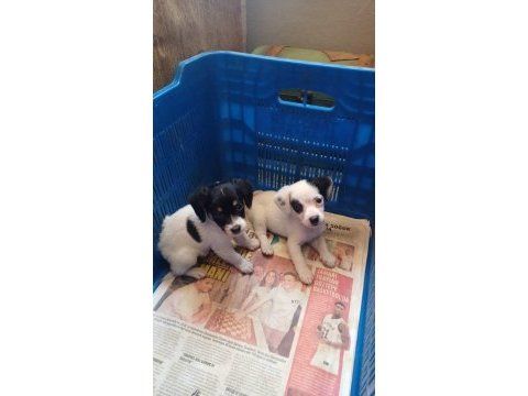 Jack russell yavru