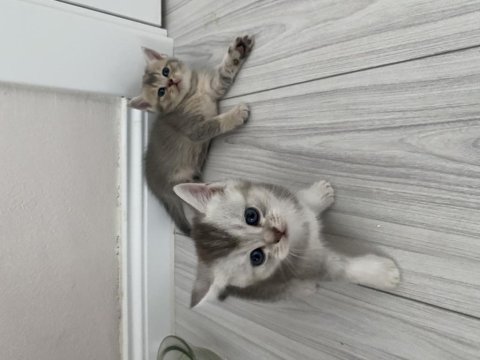 Scottish fold ve scottish straight kediler için ulaşın