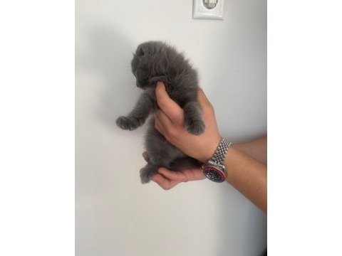 Scottish fold