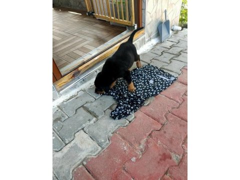 3 aylık safkan rottweiler yavru acil