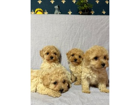 Morkie köpekler