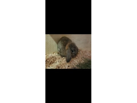 Yavrusuyla birlikte aguti mini lop tavşan
