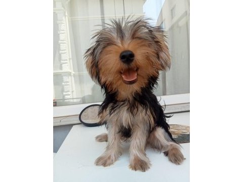 Yorkshire terrier yavrularım