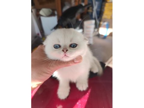 Show kalite sıfır kulak silver point scottish fold yavrumuz