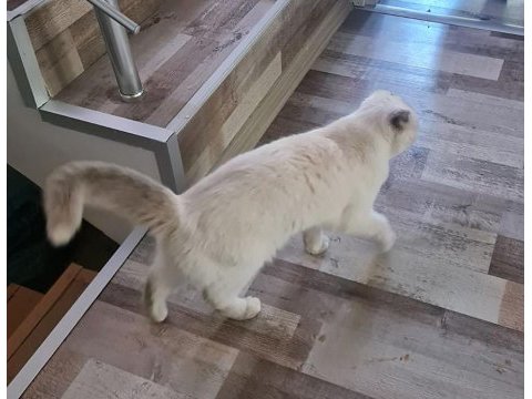 Scottish fold dişi (kısırlaştırılmış)