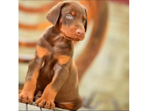 Doberman yavrumuz
