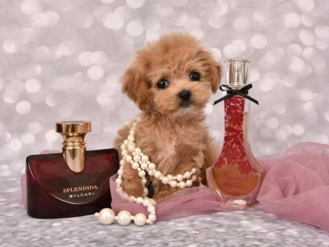 Maltipoo bebeklerimiz