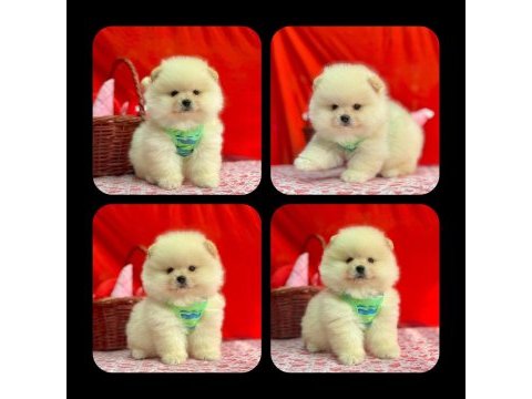 Orjinal pomeranian boo yavrularımız