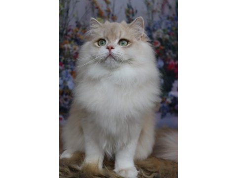 British longhair erkek