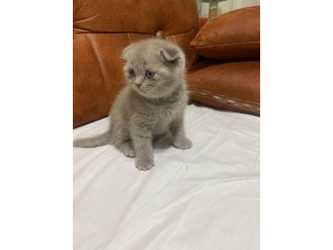 Scottish fold kedimiz yeni ailesine gitmeye hazır
