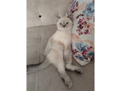 British blue point kızım yeni yuvasını arıyor