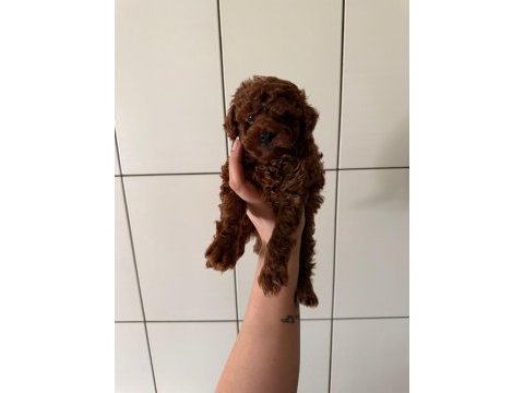 Erkek red brown toy poodle