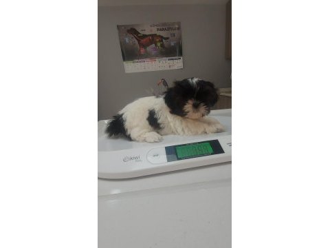 Ev ortamında büyüyen insana alışık shih tzu yavrular